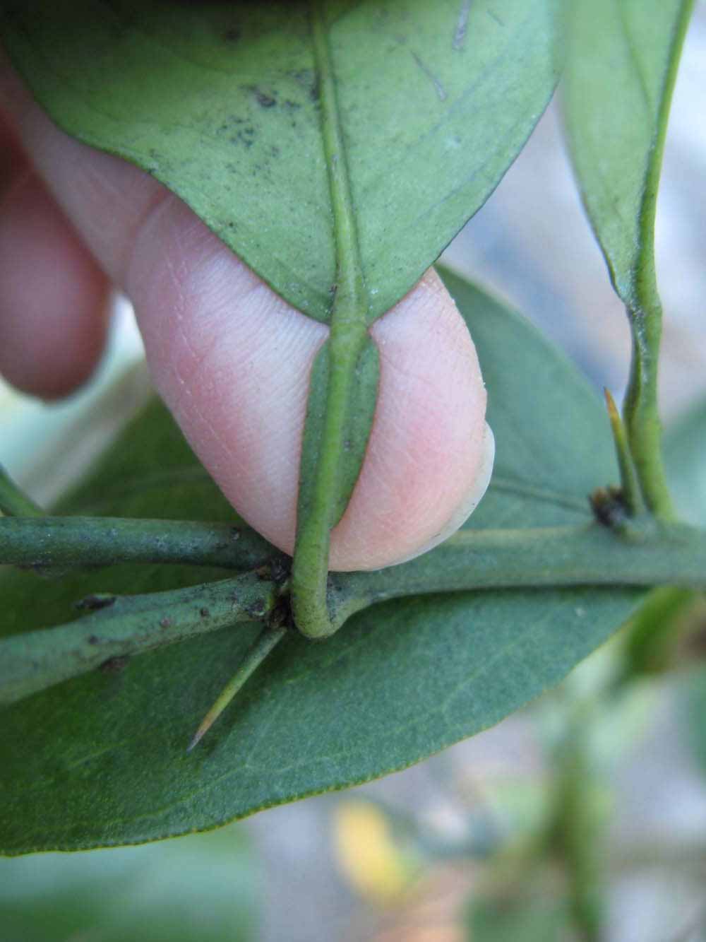              Petiole (Winter Haven, FL)       